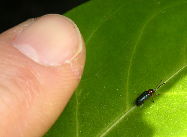 Piccolo annuncio di primavera: Oulema sp.